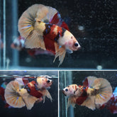 #3 (New Arrival)Rare COLOR Candy Nemo - High Quality Live Aquarium Male Betta Fish